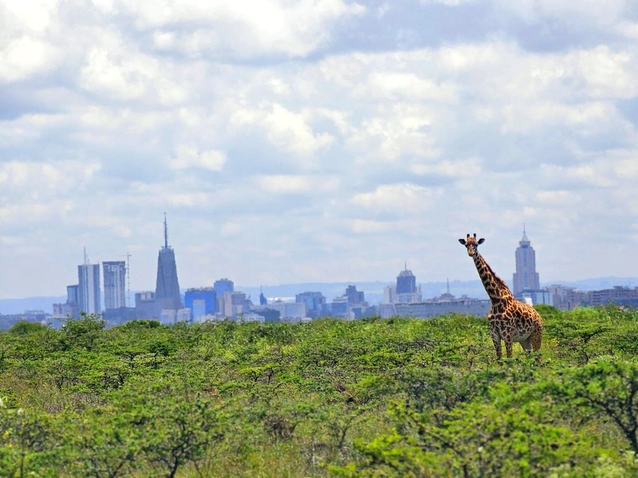 Nairobi National Park & City