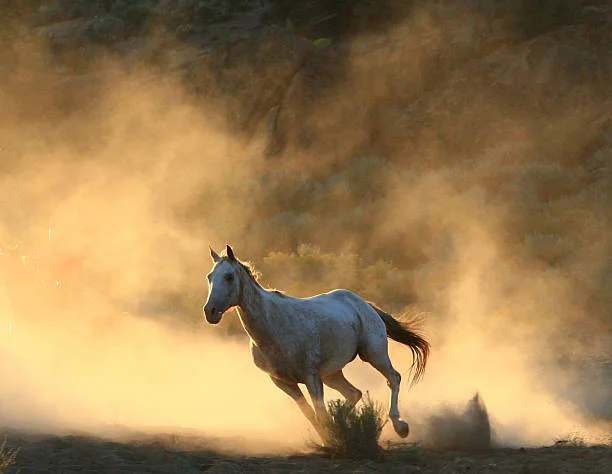 "Run Wild" Safari