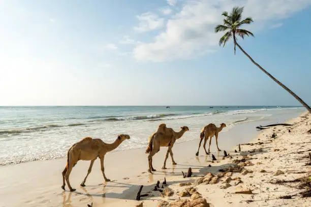 Mombasa